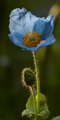 Blauwe Papaver