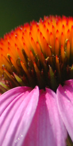 Echinacea