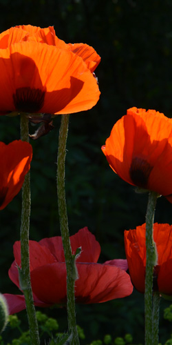 Zonnehoed (Echinacea)