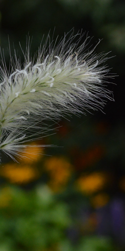 Pennisetum