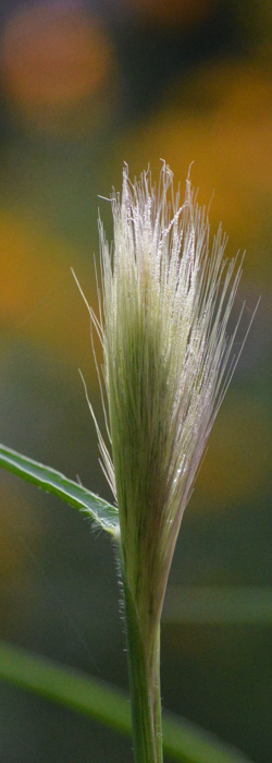 Pennisetum