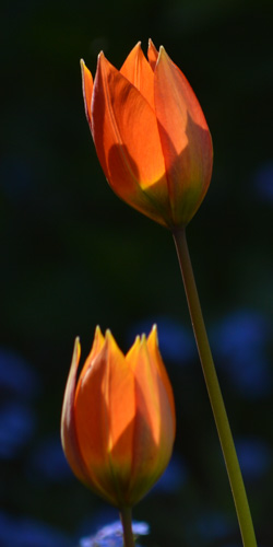 Tulpen